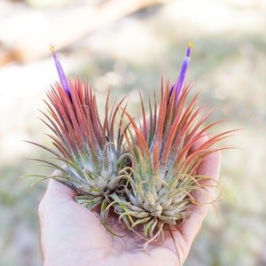 Tillandsia Ionantha Guatemala 'Macho' Special Giant Ionantha Air Plants  - Bulk Buying Option Available - Sustainably Farmed - Fast Shipping