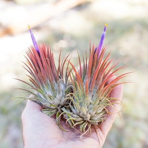 Tillandsia Ionantha Guatemala &#39;Macho&#39; Special Giant Ionantha Air Plants  - Bulk Buying Option Available - Sustainably Farmed - Fast Shipping