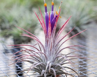 Tillandsia Ionantha Guatemala - Bulk Available - Live Air Plants - Houseplants - Terrarium Plant - Farm Grown