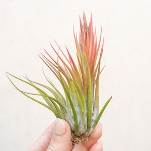 Tillandsia Scaposa Air Plants - Bulk Buying Option Available - Sustainably Farmed Air Plant - Terrariums - Succulents - Fast Shipping