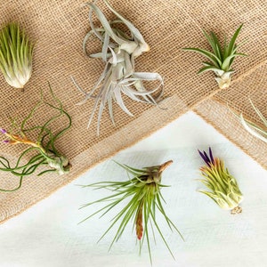 Tillandsia Air Plant Grab Bag - Bulk Buying Option Available - Sustainably Farmed Air Plant - Terrariums - Succulents - Fast Shipping
