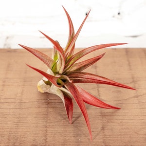 May include: A vibrant air plant with long, pointed leaves in shades of red, green, and yellow. The plant is centered on a wooden surface, showcasing its unique shape and color. The plant's leaves radiate outwards, creating a star-like appearance.