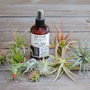 Air Plant Starter Kit 10 Plants Fertilizer image 1