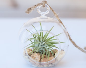 Mini Hanging Terrarium with River Rocks & Tillandsia Ionantha Air Plant - Bulk Buying Option Available - Terrariums - Fast Shipping