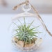 see more listings in the Air Plant Terrariums section