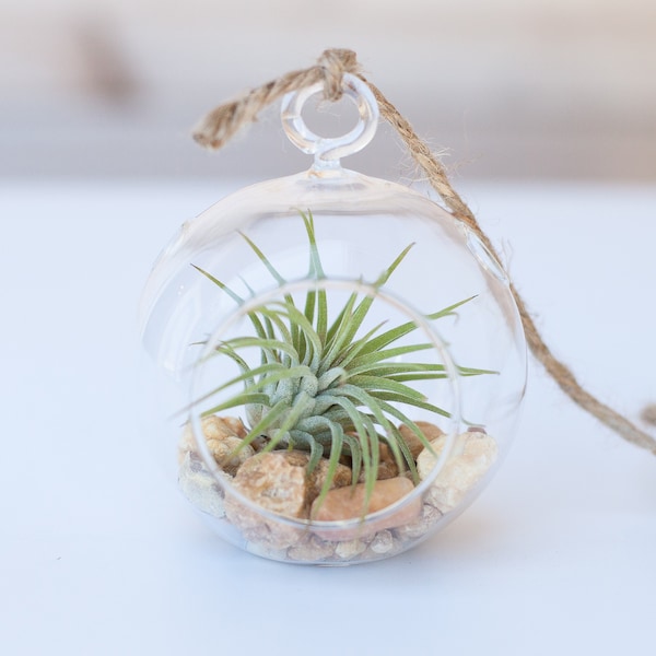 Mini Hanging Terrarium with River Rocks & Tillandsia Ionantha Air Plant - Bulk Buying Option Available - Terrariums - Fast Shipping