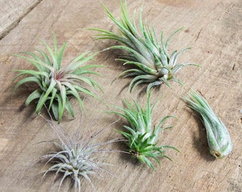 Tillandsia Ionantha Variety - Bulk Available - Live Air Plants - Houseplants - Terrarium Plants - Farm Grown