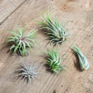 Tillandsia Ionantha Variety Air Plants - Bulk Buying Option Available - Sustainably Farmed Air Plant - Terrariums - Fast Shipping