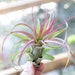 see more listings in the Air Plants section