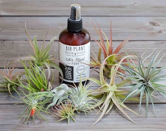 Air Plant Starter Kit 10 Plants + Fertilizer