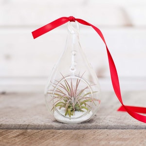 Teardrop Terrarium with White Sand & Tillandsia Ionantha - Bulk Buying Option Available - Terrariums - Succulents - Fast Shipping