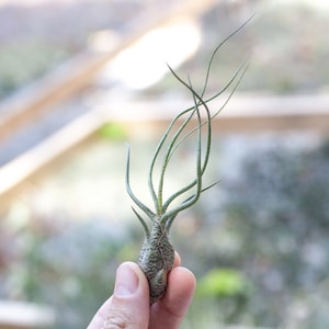 Sale Packs - 45% Off - Tillandsia Butzii Air Plant - Sustainably Farmed Air Plant - Terrariums - Succulents - Fast Shipping