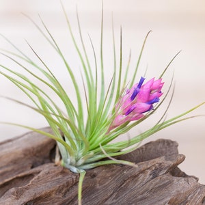 Tillandsia Stricta Air Plants Single and Combo Packs Sustainably Farmed Air Plant Terrariums Succulents Fast Shipping image 1