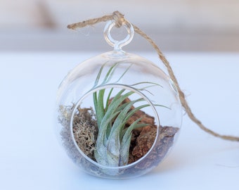 Mini Globe Terrarium Kit with Air Plant and Bark – Rustic Home Decor Ornament