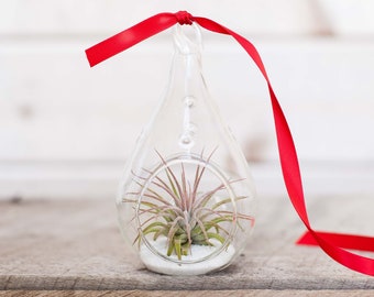 Teardrop Terrarium with White Sand & Tillandsia Ionantha - Live Air Plant - Bulk Available - Houseplants - Farm Grown