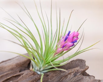 Tillandsia Stricta Air Plants - Single and Combo Packs - Sustainably Farmed Air Plant - Terrariums - Succulents - Fast Shipping