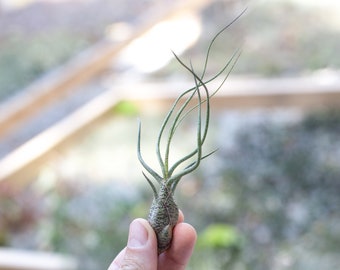 Sale Packs - 45% Off - Tillandsia Butzii Air Plant - Sustainably Farmed Air Plant - Terrariums - Succulents - Fast Shipping