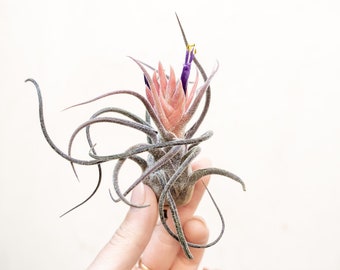 Tillandsia Pruinosa - Live Air Plants - Bulk Available - Houseplants - Terrarium Plants - Farm Grown