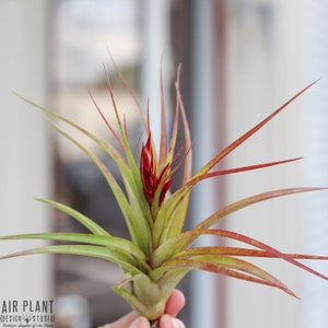 Tillandsia Brachycaulos Hybrid &quot;Sparkler&quot; Air Plants - Single and Combo Packs - Sustainably Farmed Air Plant - Terrariums - Succulents