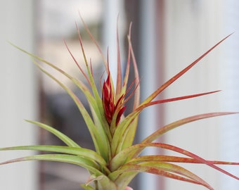 Tillandsia "Sparkler" - Live Air Plant - Specialty Species - Houseplants - Terrarium Plant - Farm Grown