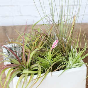 Premium Tillandsia Air Plant Kit  - Combo Pack Savings - Sustainably Farmed - Fast Shipping - Terrarium