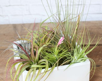 Premium Tillandsia Pack - Live Air Plants  - Bulk Available - Terrarium Plants - Houseplants - Farm Grown