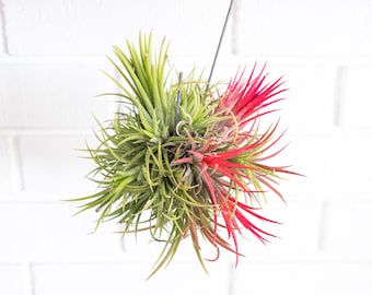 Tillandsia Ionantha Fuego Hanging Cluster with Wire Hook  - Live Air Plants - Houseplants - Farm Grown