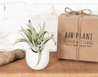 Large Ivory Ceramic Hanging Planter with Air Plant – Matte Finish Gift