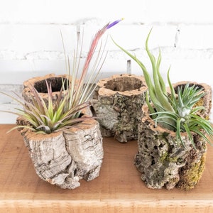 Natural Cork Bark Planters | Multiple Tillandsia Air Plant Options - Bulk Buying Available - Container Only Option - Fast Shipping