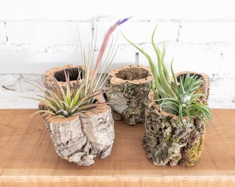 Natural Cork Bark Planters | Multiple Tillandsia Air Plant Options - Bulk Buying Available - Container Only Option - Fast Shipping