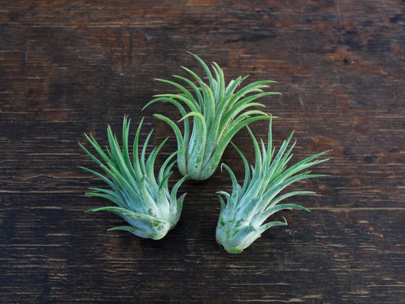 Tillandsia Ionantha Guatemala Air Plants Bulk Buying Option Etsy