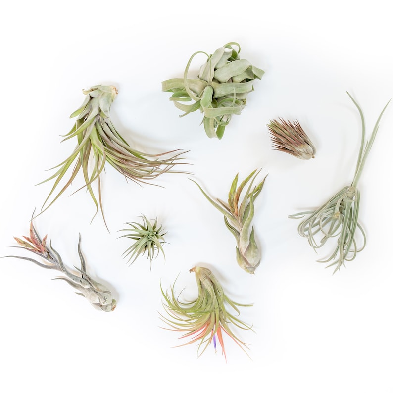 Air Plant Starter Kit 10 Plants Fertilizer image 2