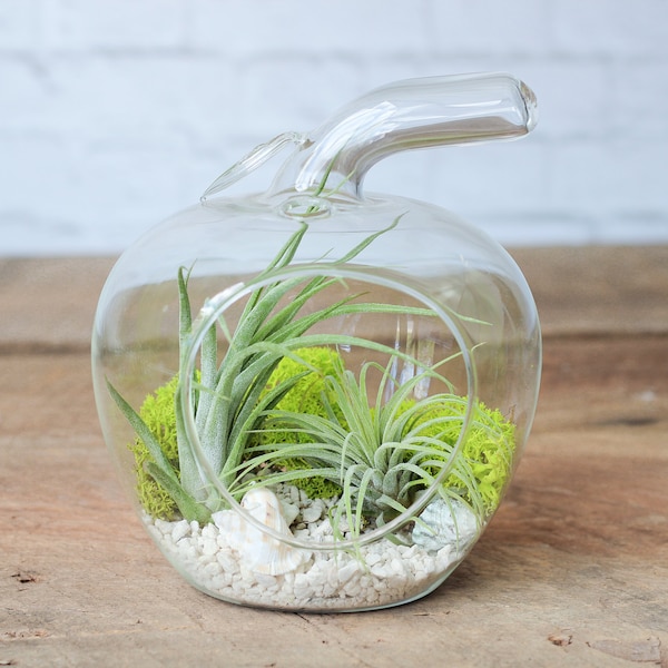 Air Plant Terrarium Etsy