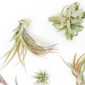 Air Plant Starter Kit 10 Plants Fertilizer image 4