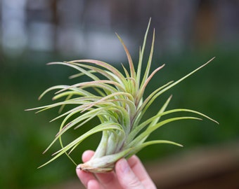 Tillandsia Victoriana - Live Air Plants - Houseplants - Terrarium Plants - Farm Grown
