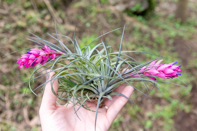 Tillandsia Stricta Air Plants Single and Combo Packs Sustainably Farmed Air Plant Terrariums Succulents Fast Shipping image 4