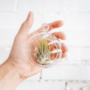 May include: A clear glass terrarium with a small air plant inside. The round, hanging terrarium is held in a hand against a white brick wall. The air plant has green and silver-toned leaves.