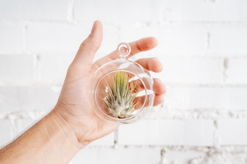 May include: A clear glass terrarium with a small air plant inside. The round, hanging terrarium is held in a hand against a white brick wall. The air plant has green and silver-toned leaves.