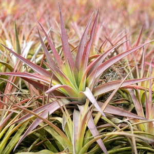 Sales Packs - 50% Off - Tillandsia Velutina Air Plant - Sustainably Farmed Air Plant - Terrariums - Fast Shipping