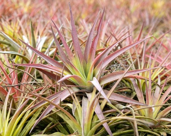 Sales Packs - 50% Off - Tillandsia Velutina Air Plant - Sustainably Farmed Air Plant - Terrariums - Fast Shipping