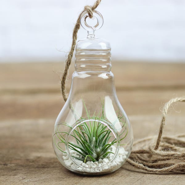 Air Plant Containers Etsy