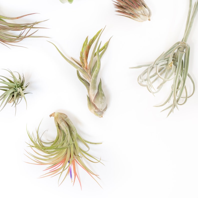 Air Plant Starter Kit 10 Plants Fertilizer image 3