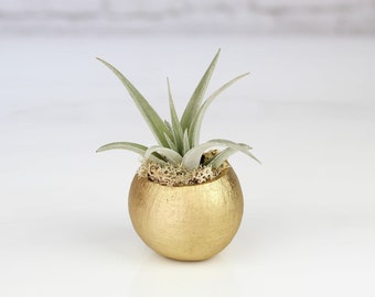 Metallic Gold Seed Pod Air Plant Display – Hand-Painted Wood, Reindeer Moss Accent