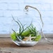 see more listings in the Air Plant Terrariums section