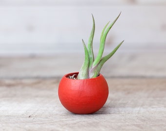 Red Hand-Painted Seed Pod Air Plant Display – Natural Wood Holder, Tillandsia Home Decor
