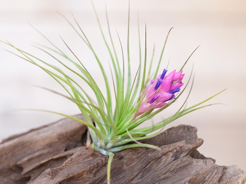 Tillandsia Stricta Air Plants Single and Combo Packs Sustainably Farmed Air Plant Terrariums Succulents Fast Shipping image 1