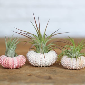 Pink Sea Urchin Air Plant Kit - Bulk Buying Option Available - Sustainably Farmed Air Plant - Terrariums - Succulents - Fast Shipping