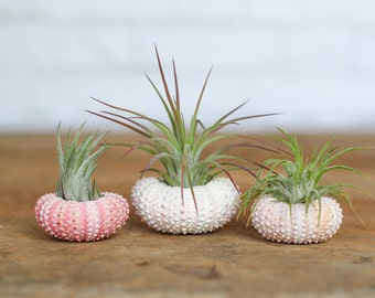 Pink Sea Urchin Air Plant Kit - Bulk Buying Option Available - Sustainably Farmed Air Plant - Terrariums - Succulents - Fast Shipping