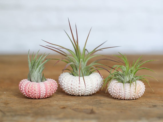 Pink Sea Urchin Air Plant Kit - Bulk Buying Option Available - Sustainably  Farmed Air Plant - Terrariums - Succulents - Fast Shipping - Etsy