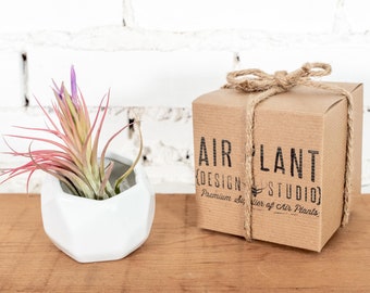 Gift Boxed White Geometric Ceramic Pot & Tillandsia - Live Air Plants - Houseplants - Farm Grown